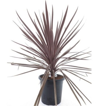 Cordyline australis Red Star - pot Ø 32 cm
