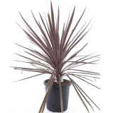 Cordyline australis Red Star - pot Ø 32 cm