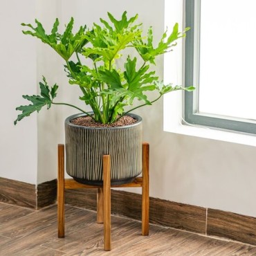 Philodendron selloum - pot Ø 24 cm