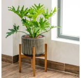 Philodendron selloum - pot Ø 24 cm