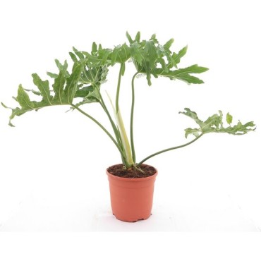 Philodendron selloum - pot Ø 24 cm