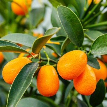 Citrus kumquat - pot Ø 24 cm