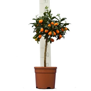 Citrus kumquat - pot Ø 24 cm