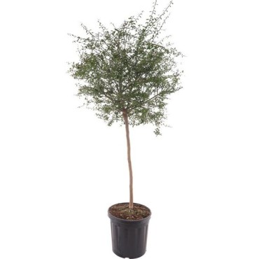 Microcitrus australasica - pot Ø 35 cm