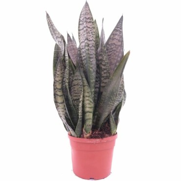 Sansevieria trifasciata Green Flame - pot Ø 19 cm