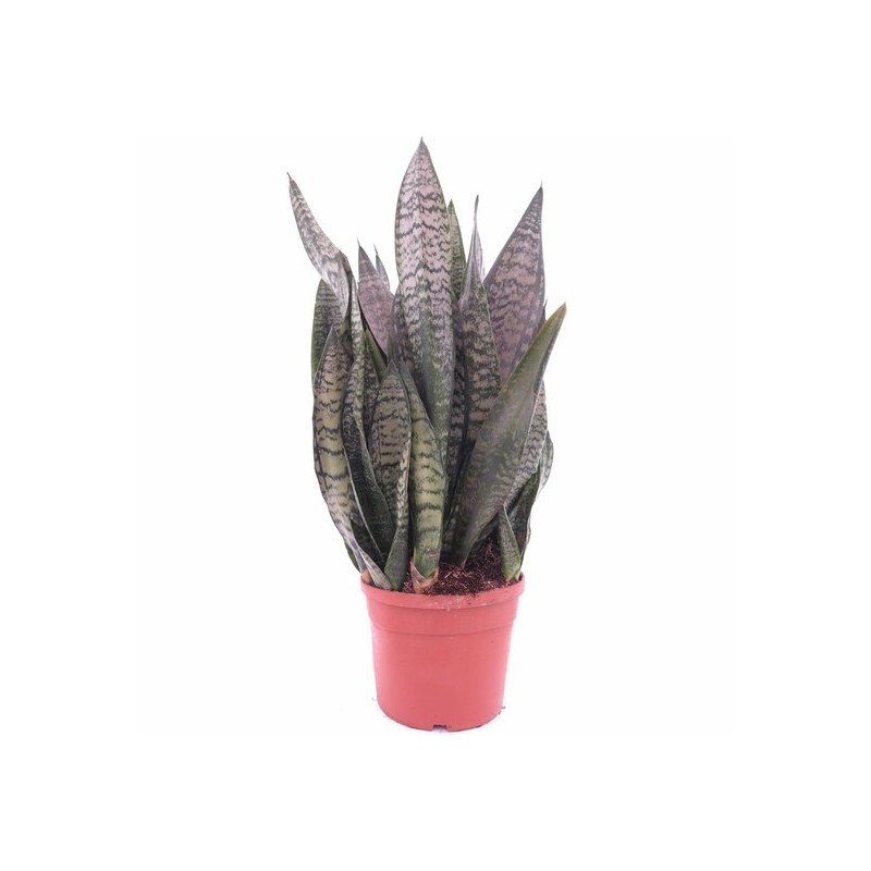 Sansevieria trifasciata Green Flame - pot Ø 19 cm
