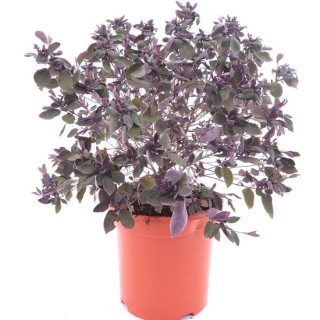 Vitex trifolia Purpurea - pot Ø 26 cm