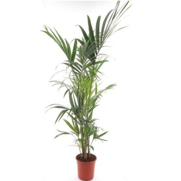 Howea forsteriana - pot Ø 27 cm