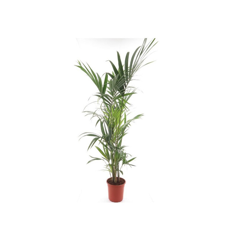 Howea forsteriana - pot Ø 27 cm