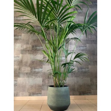 Howea forsteriana - pot Ø 27 cm