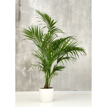 Howea forsteriana - pot Ø 27 cm