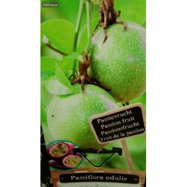 Passiflora edulis - pot 2 ltr, Tropicaflore : vente Passiflora edulis - pot 2 ltr