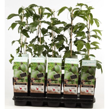 Passiflora edulis - pot 2 ltr, Tropicaflore : vente Passiflora edulis - pot 2 ltr