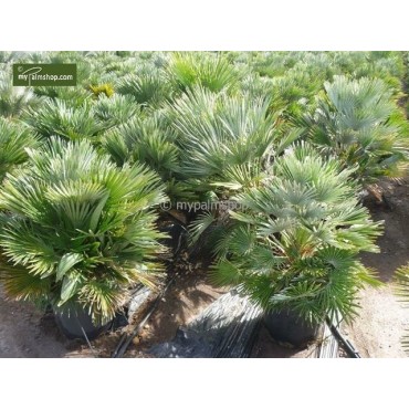 Chamaerops humilis Vulcano - hauteur totale 60-80 cm - pot Ø 24 cm