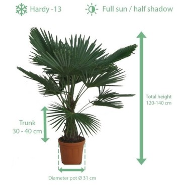 Trachycarpus fortunei - tronc 30-40 cm - hauteur totale 120-140 cm - pot Ø 31 cm