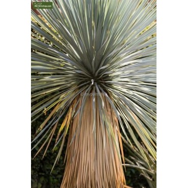 Yucca rostrata - hauteur totale 30-40 cm - pot Ø 13 cm