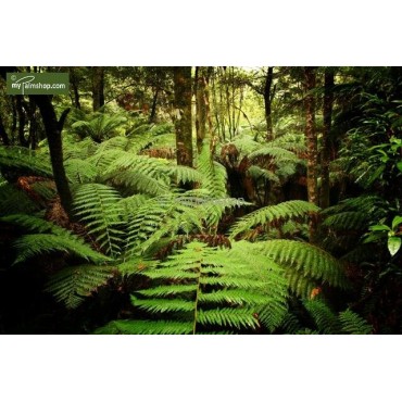 Dicksonia antarctica - tronc 5-10 cm