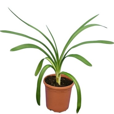 Agapanthus africanus White - pot Ø 20 cm