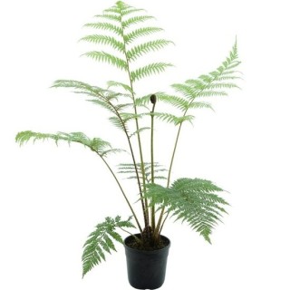 Cyathea cooperi - pot Ø 22 cm