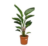 Strelitzia nicolai - hauteur totale 100-120 cm - pot Ø 24 cm - 2 plantes par pot