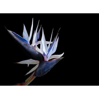 Strelitzia nicolai - hauteur totale 100-120 cm - pot Ø 24 cm - 2 plantes par pot