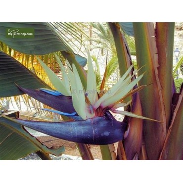 Strelitzia nicolai - hauteur totale 100-120 cm - pot Ø 24 cm - 2 plantes par pot