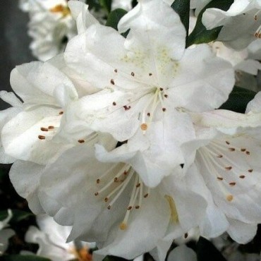 Rhododendron Cunningham's White - hauteur totale 50-60 - pot 5 ltr
