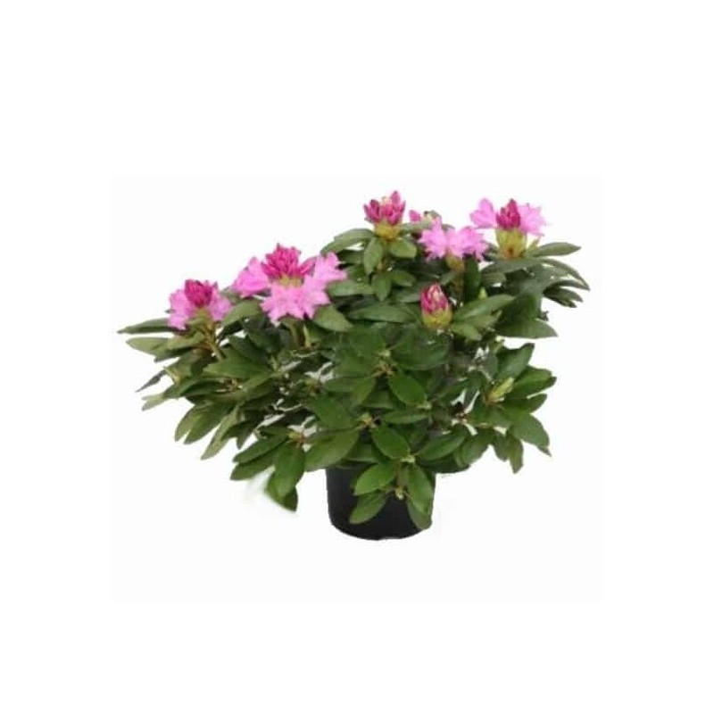 Rhododendron Roseum Elegans - hauteur totale 50-60 cm - pot 5 ltr