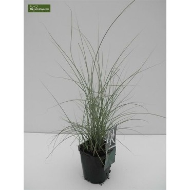 Miscanthus sinensis Morning Light - hauteur totale 50-60 cm - pot 2 ltr