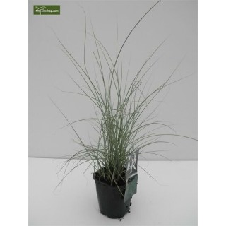 Miscanthus sinensis Morning Light - hauteur totale 50-60 cm - pot 2 ltr