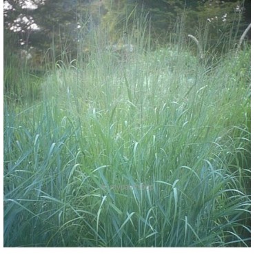 Panicum virgatum Prairy Sky - pot 5 ltr