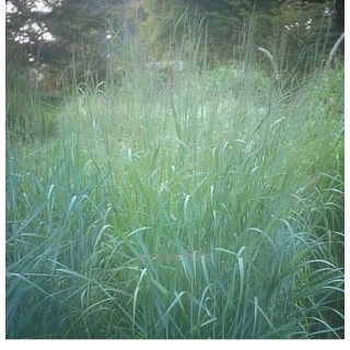 Panicum virgatum Prairy Sky - pot 5 ltr