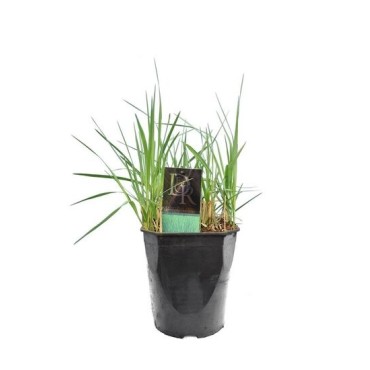 Panicum virgatum Prairy Sky - pot 5 ltr