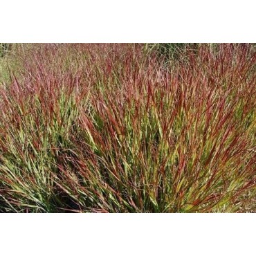 Panicum virgatum Squaw - hauteur totale 50-60 cm - pot 2 ltr