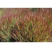Panicum virgatum Squaw - hauteur totale 50-60 cm - pot 2 ltr
