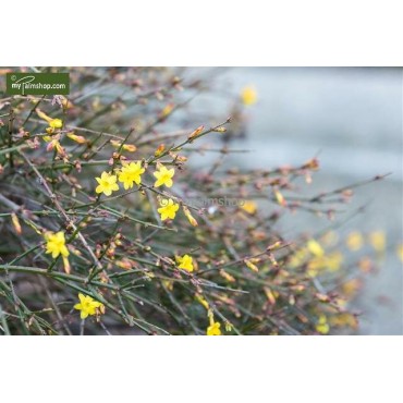 Jasminum nudiflorum 2 ltr
