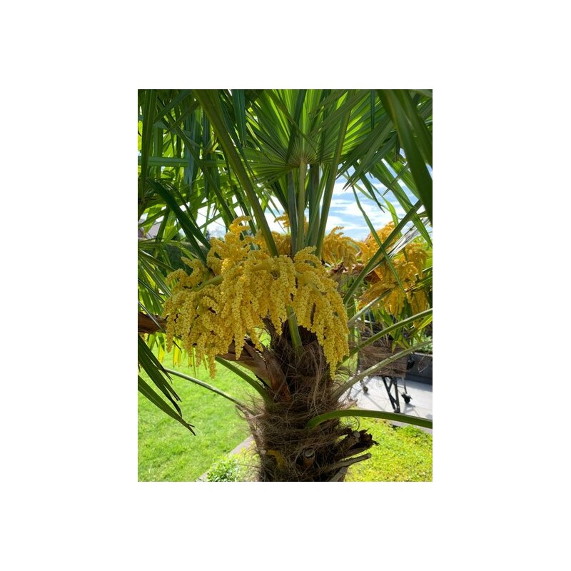Trachycarpus fortunei (palmier chanvre, palmier moulin à vent) Pot de 40L -  Tronc 80/90 cm - total 180/220cm Taille Pot de 3 litres – 40/60 cm Couleur