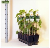 Actinidia kolomikta - pot 2 ltr