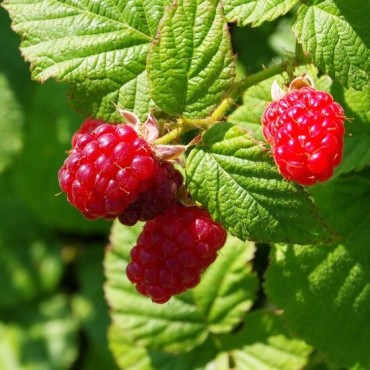 Rubus idaeus Twotimer Sugana rouge