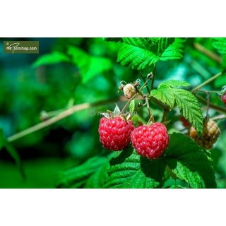 Rubus idaeus Twotimer Sugana rouge