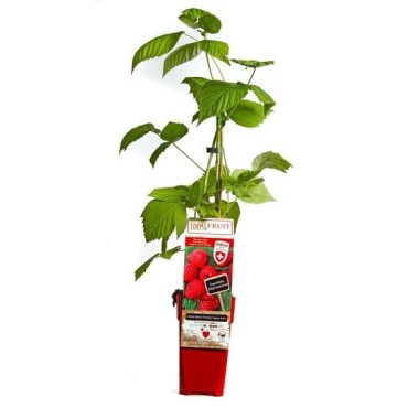 Rubus idaeus Twotimer Sugana rouge
