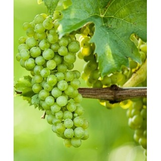 Vitis vinifera - Ø 20 cm pot