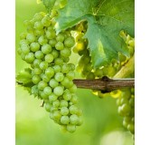 Vitis vinifera - Ø 20 cm pot