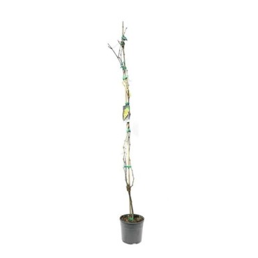 Vitis vinifera - Ø 20 cm pot