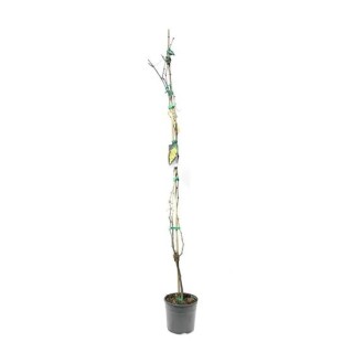 Vitis vinifera - Ø 20 cm pot