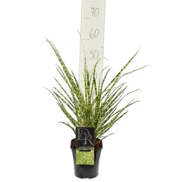 Miscanthus sinensis Gold Breeze - hauteur totale 55-65 cm - pot 2 ltr