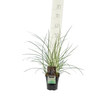 Miscanthus sinensis Kleine Silberspinne - pot 2 ltr