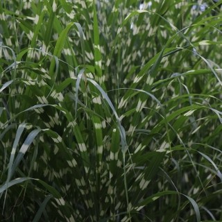 Miscanthus sinensis Little Zebra - pot 5 ltr