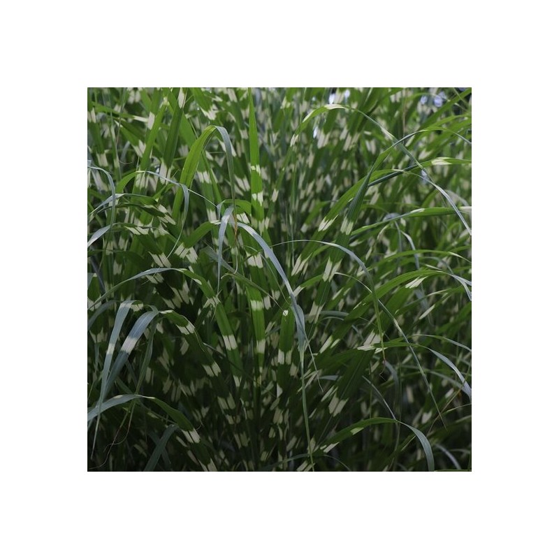 Bambous et graminées - miscanthus sinensis little zebra - pot 5 ltr