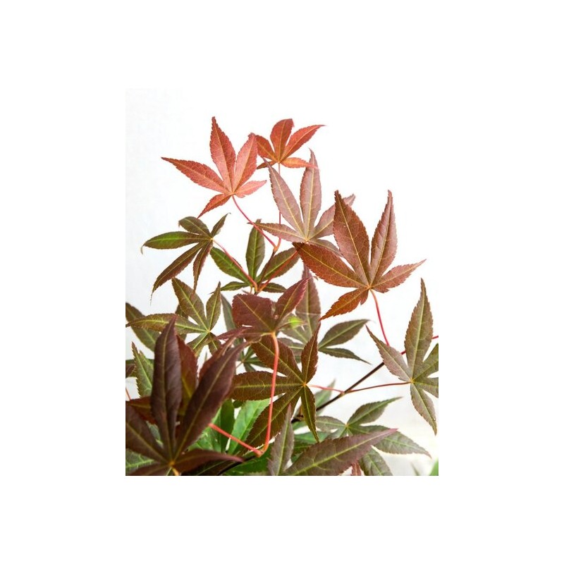 Plantes et arbustes à feuillages décoratifs - acer palmatum atropurpureum - hauteur totale 60-80 cm - pot 3 ltr